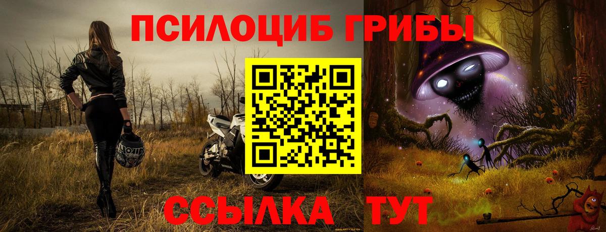 Галлюциногенные грибы Psilocybe Сафоново